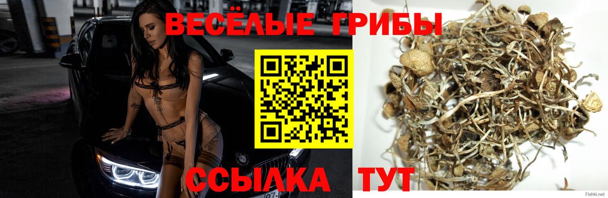 Псилоцибиновые грибы GOLDEN TEACHER Электрогорск